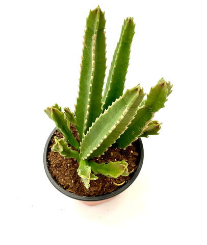 Stapelia 'Gigantea'