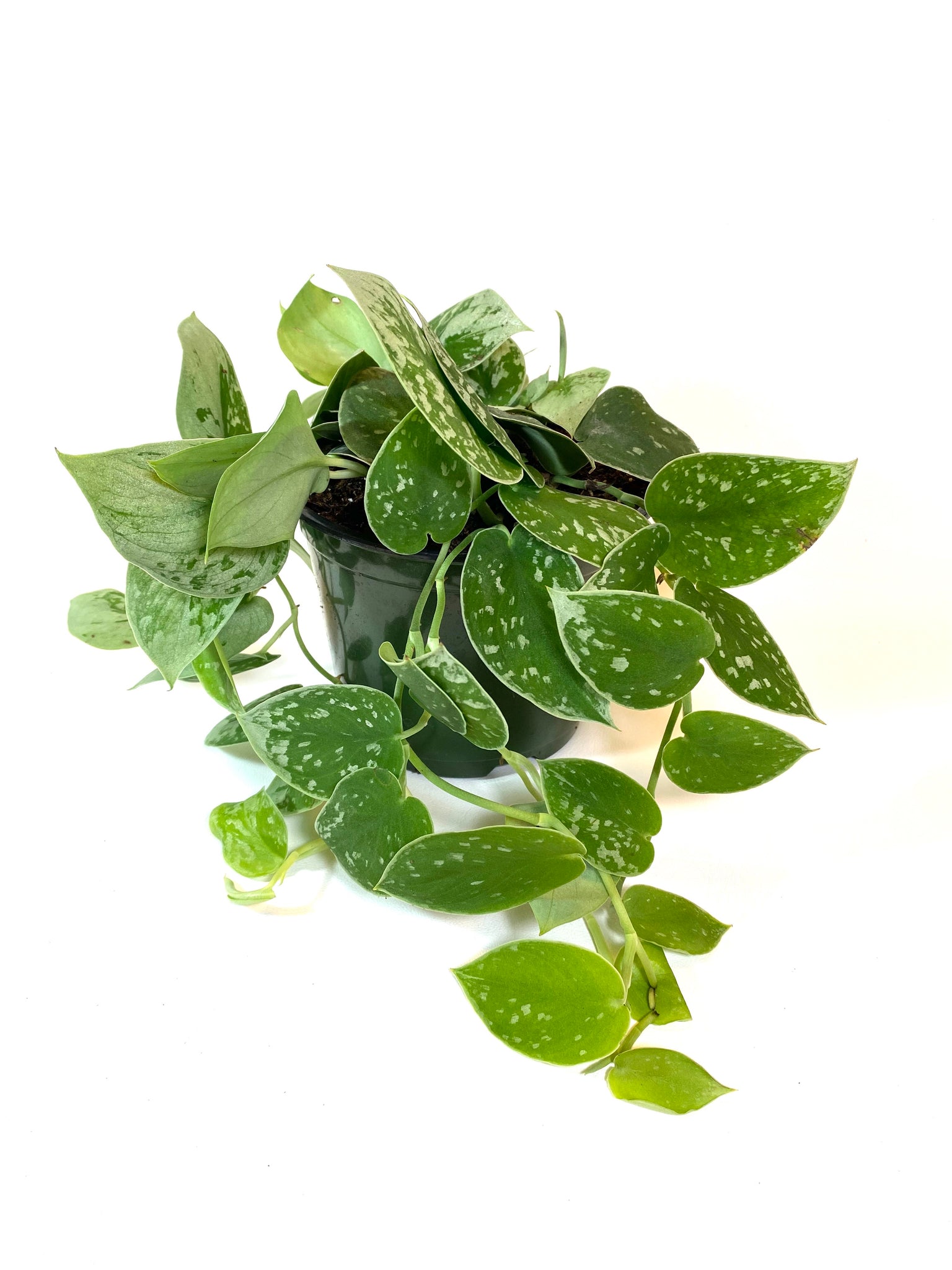 Silver Ann Pothos