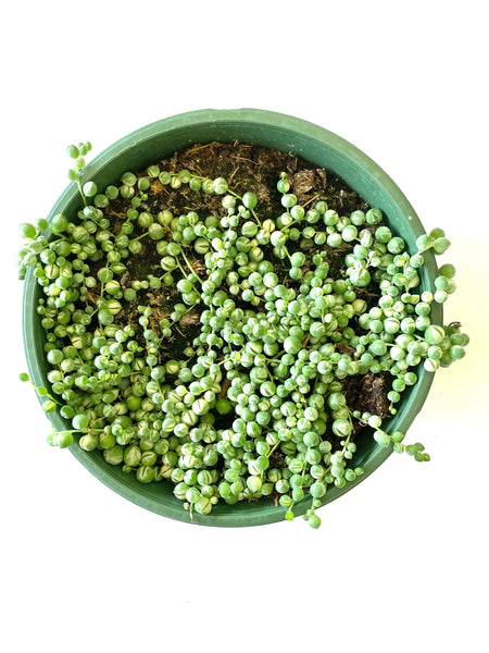 Var. String of Pearls (Curio rowleyanus, formerly Senecio rowleyanus)