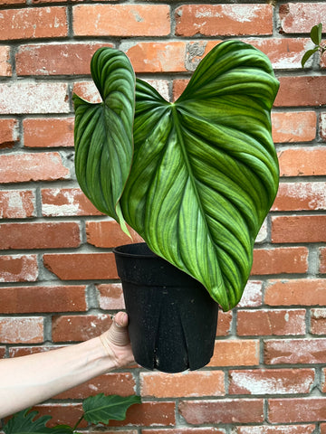 Philodendron SP Colombia