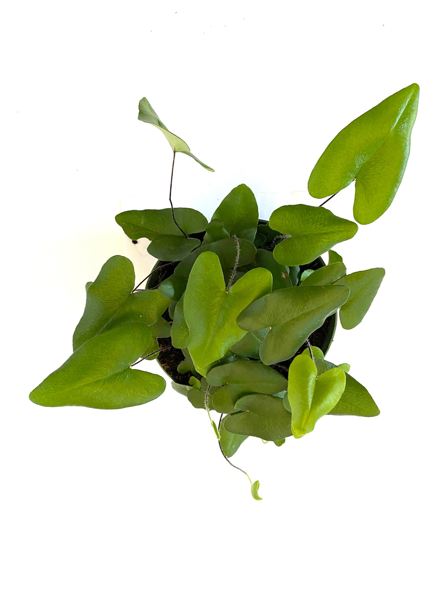 Heart Fern (Hemionitis arifolia)