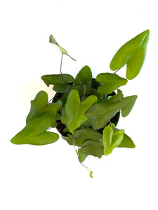Heart Fern (Hemionitis arifolia)