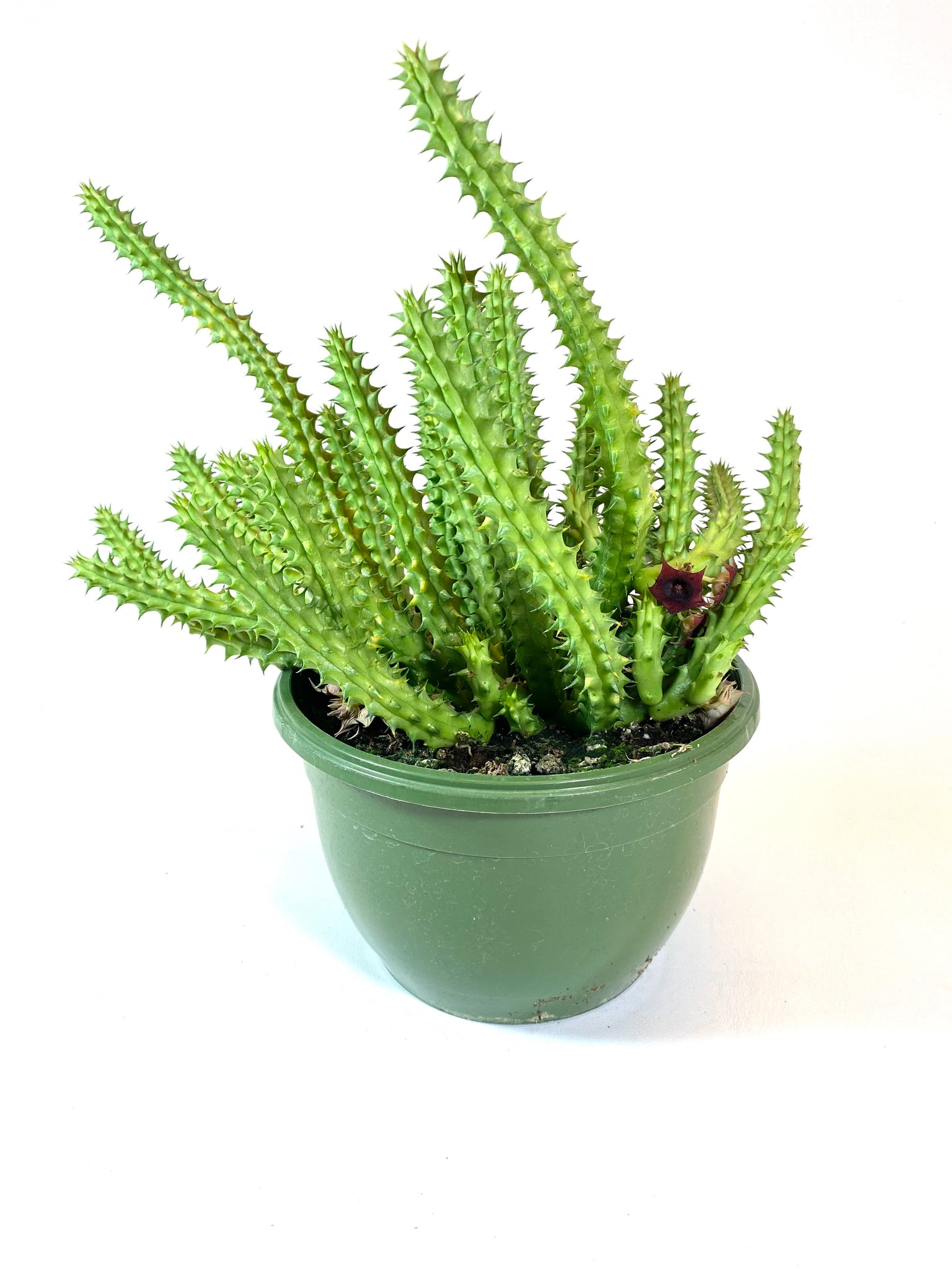 dragon succulent plant Red Dragon Huernia (Huernia schneideriana)