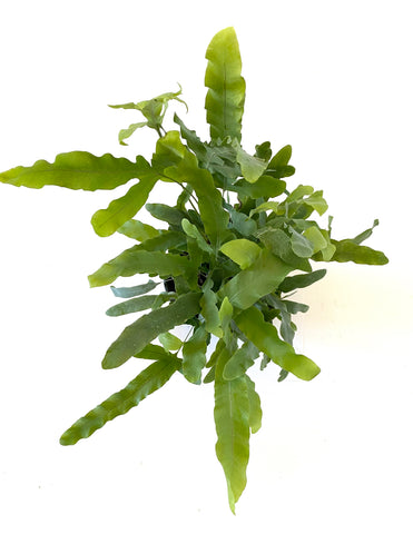 Blue Star Fern (Phlebodium aureum)