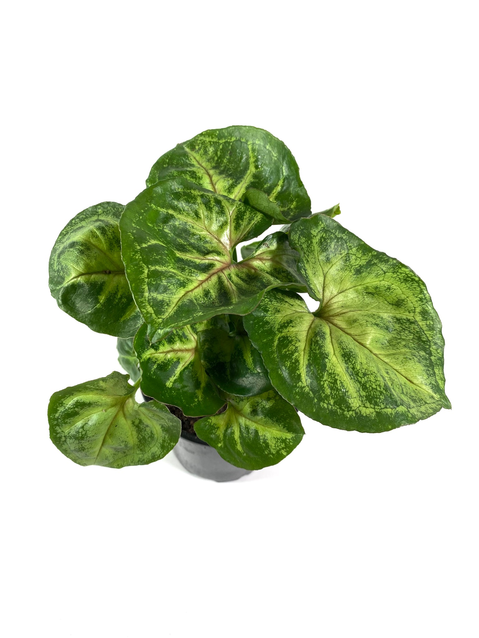 Syngonium podophyllum "Berry"