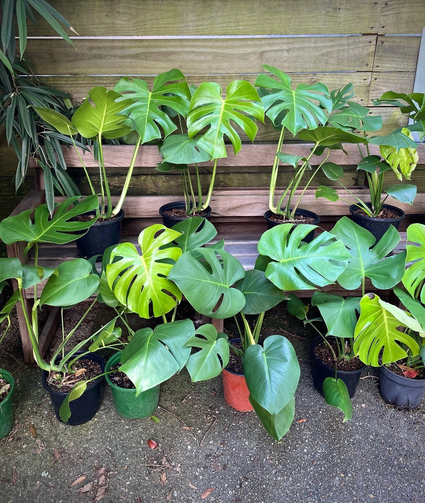 Monstera - Top Cut
