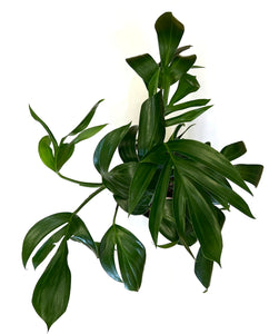 Dragon Tail - Rhaphidophora Decursiva