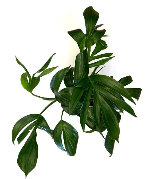 Dragon Tail - Rhaphidophora Decursiva