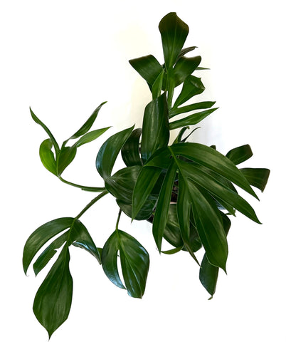 Dragon Tail - Rhaphidophora Decursiva