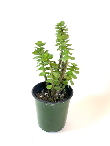 Dr. Seuss Tree  (Portulaca molokiniensis)
