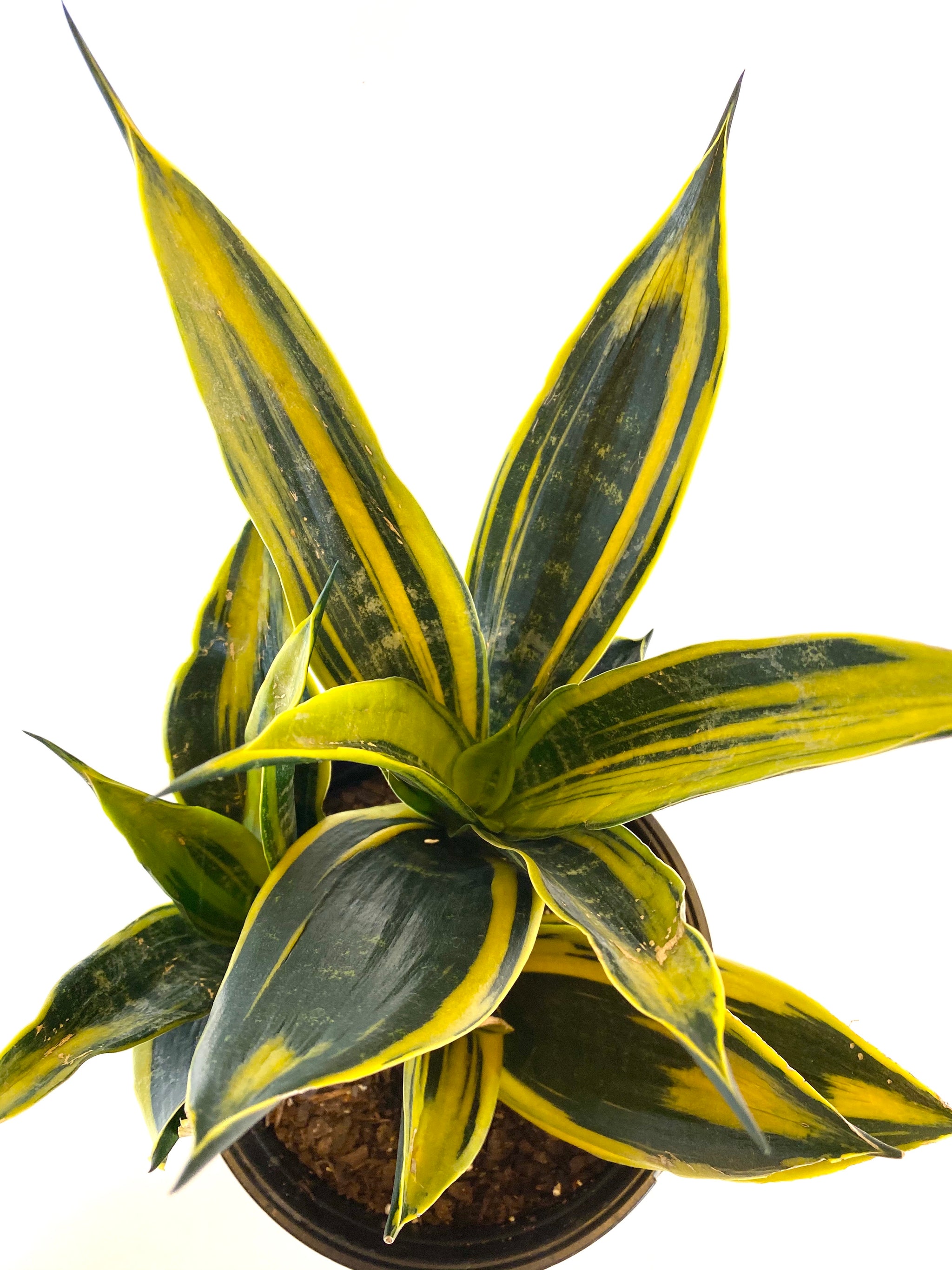 Sansevieria “Flame” – Baton Rouge Succulent Co