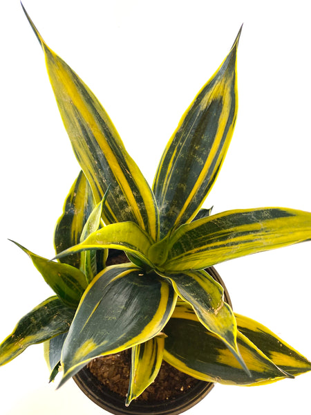 Sansevieria “Flame”