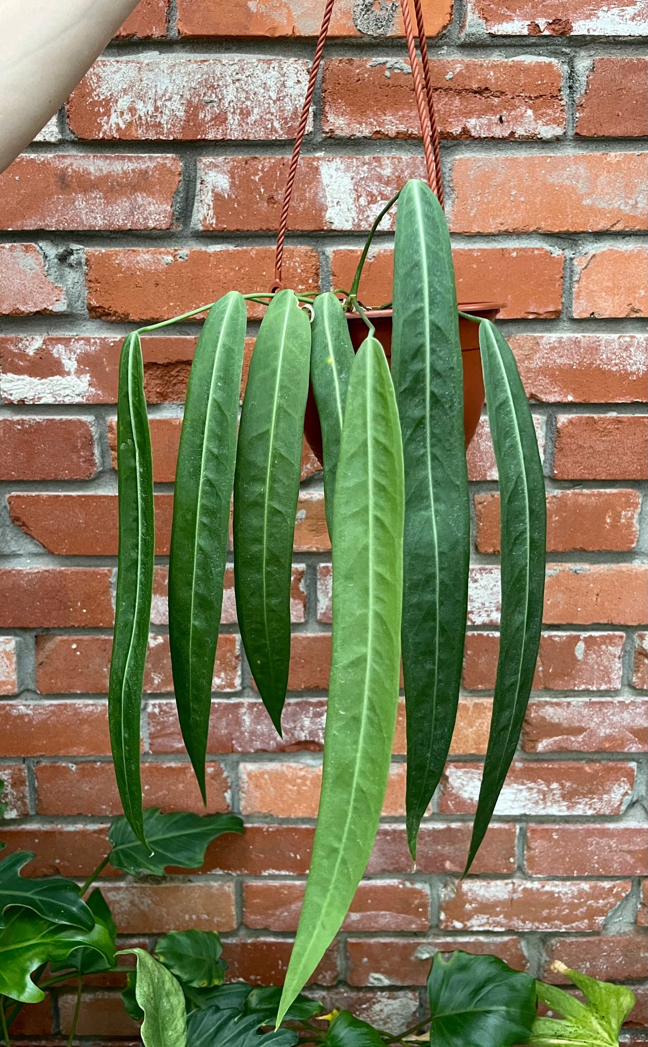 Anthurium Pallidiflorum