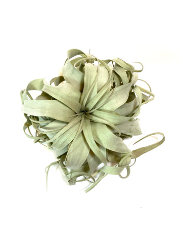 Xerographica