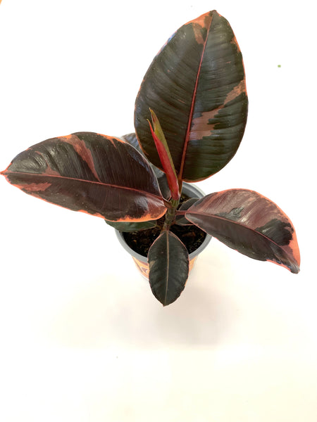 Ruby Ficus Elastica