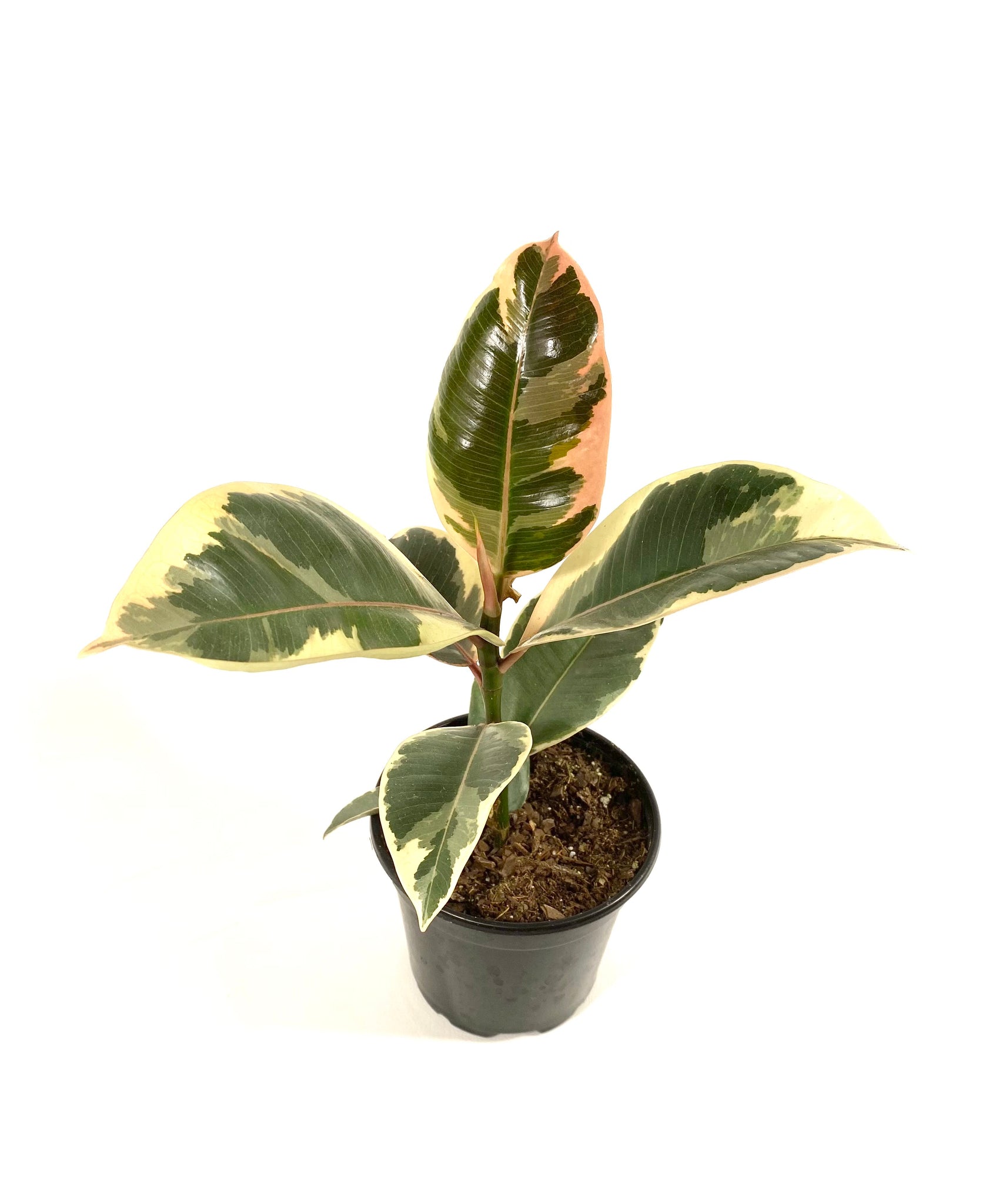 variegated rubber tree for sale Variegated Rubber Tree (Ficus tineke) – Baton Rouge Succulent Co