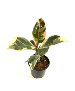 is a rubber tree plant a succulent Variegated Rubber Tree (Ficus tineke)