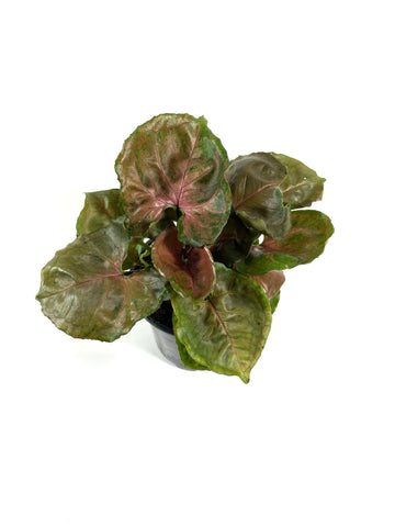 Plum Allusion Syngonium (Syngonium podophyllum "Plum Allusion")