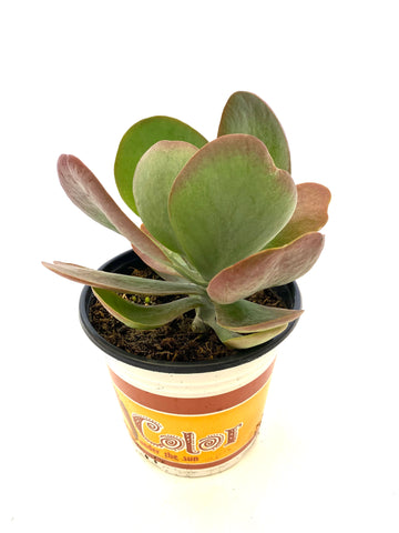 Flap Jack Kalanchoe (Kalanchoe luciae)