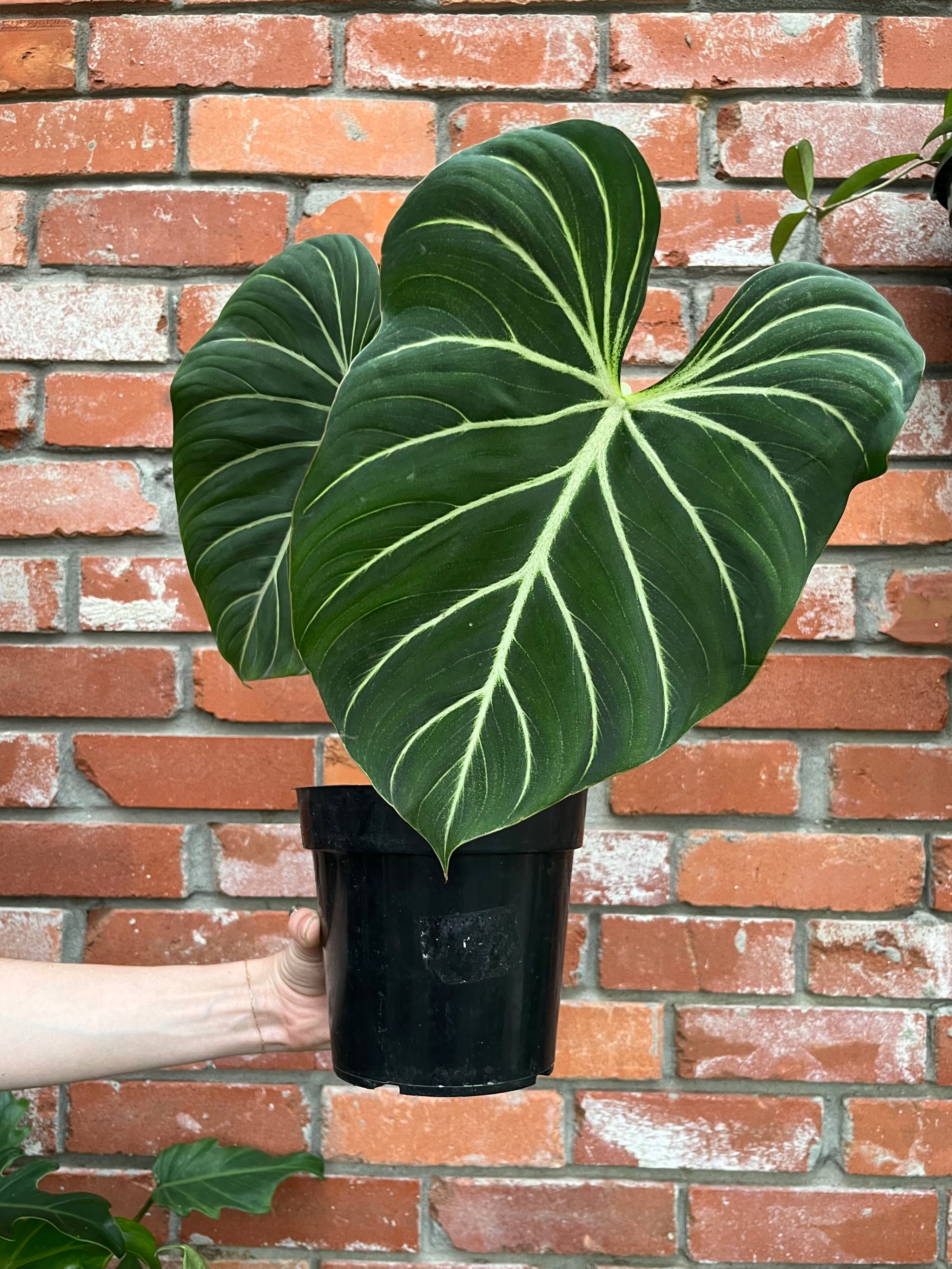 Gloriosum Philodendron – Baton Rouge Succulent Co