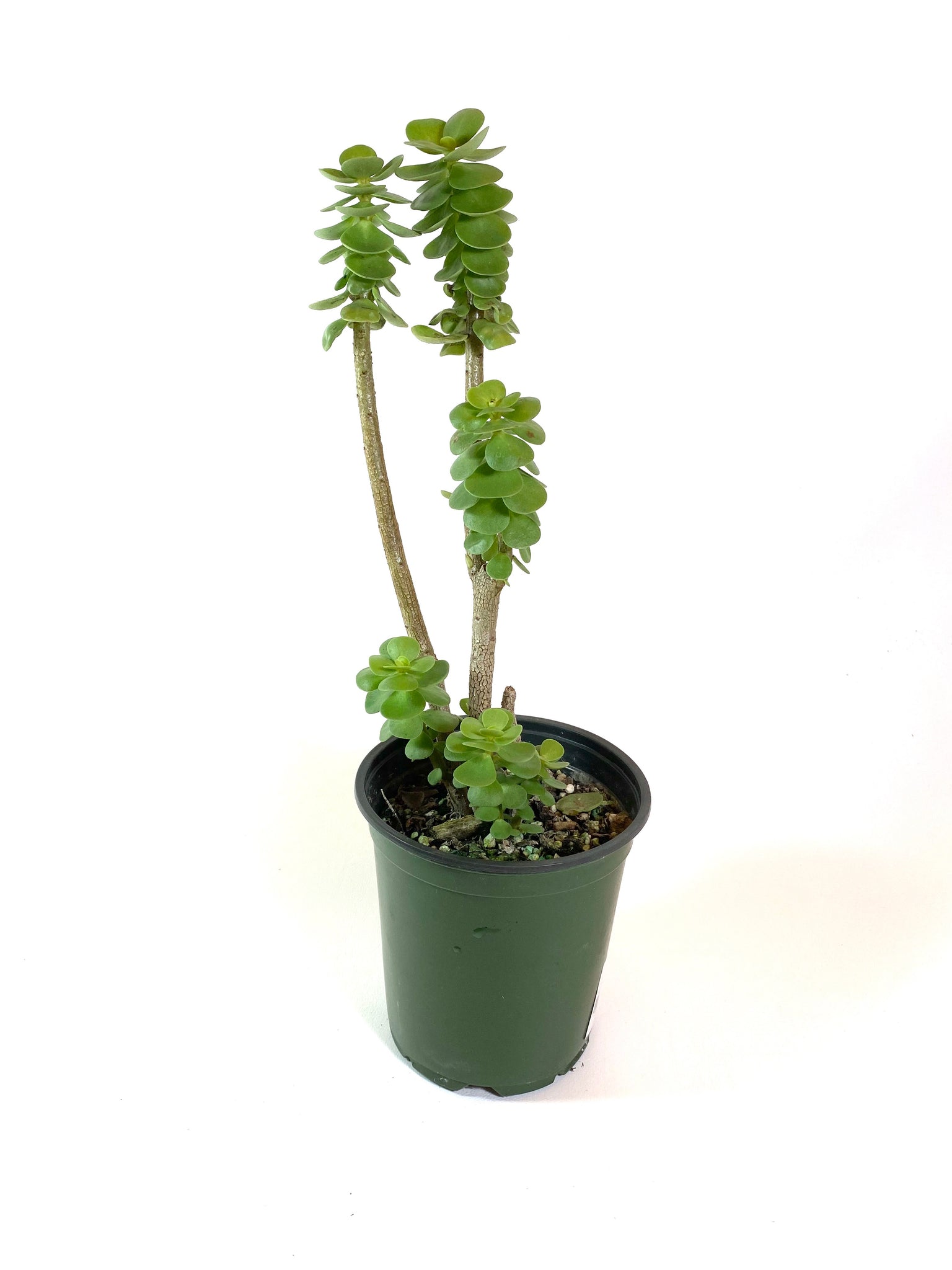 Dr. Seuss Tree  (Portulaca molokiniensis)