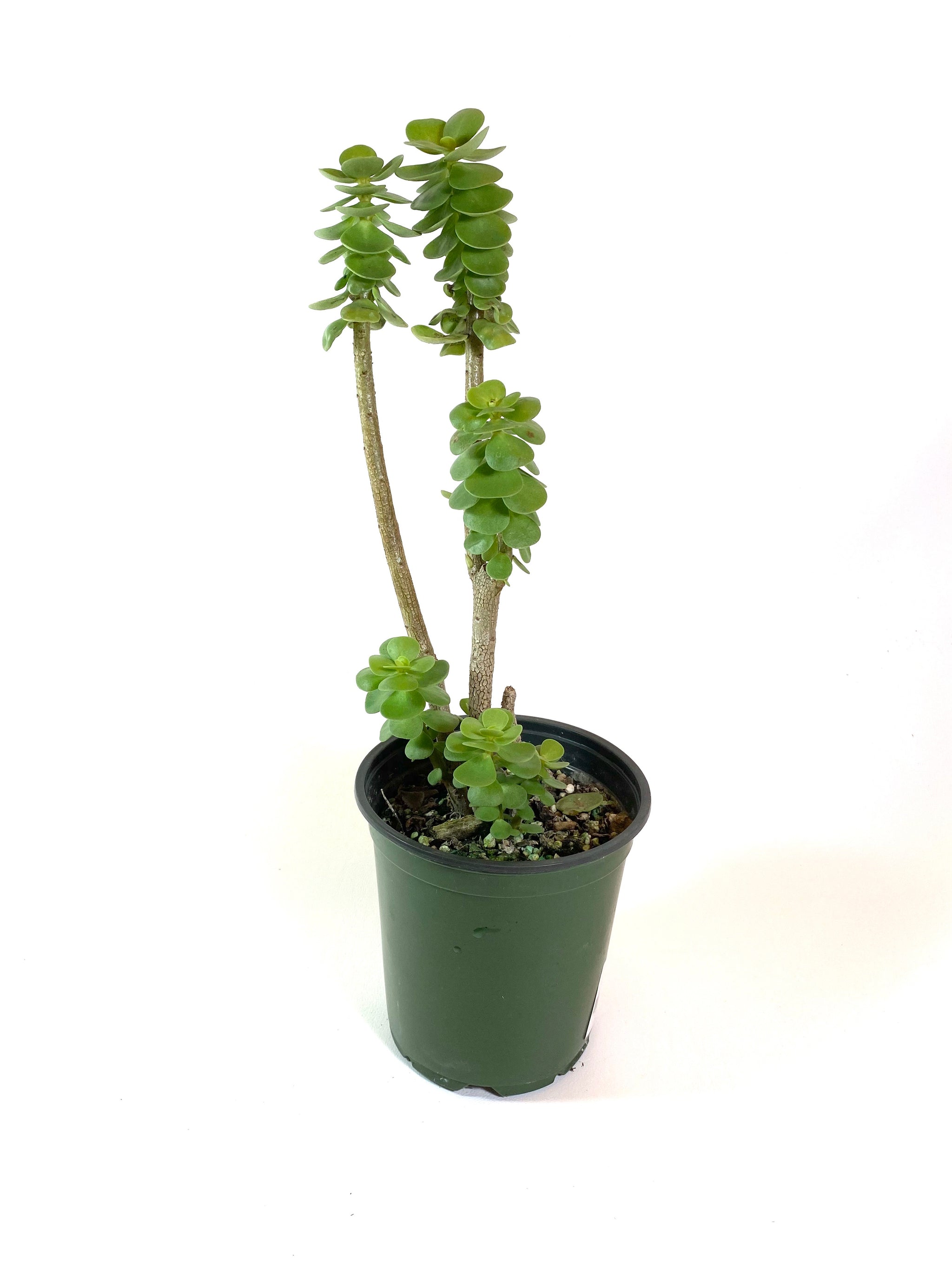 molokiniensis succulent Dr. Seuss Tree (Portulaca molokiniensis) – Baton Rouge Succulent Co