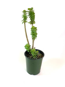 Dr. Seuss Tree  (Portulaca molokiniensis)