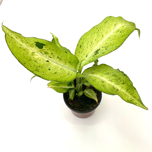 Camouflage Dieffenbachia