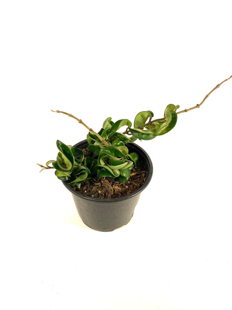 is a hindu rope plant a succulent Hindu Rope Hoya (Hoya carnosa compacta) – Baton Rouge Succulent Co