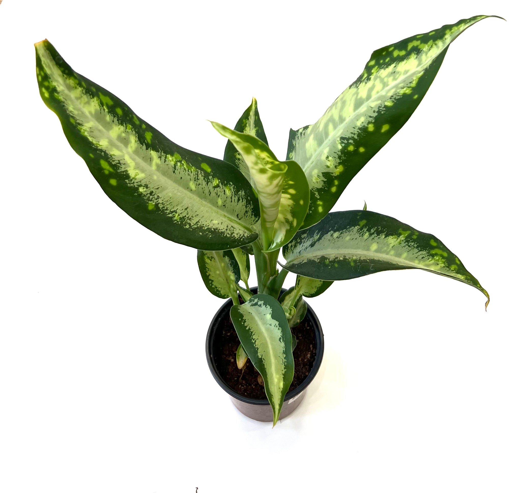 Panther Aglaonema