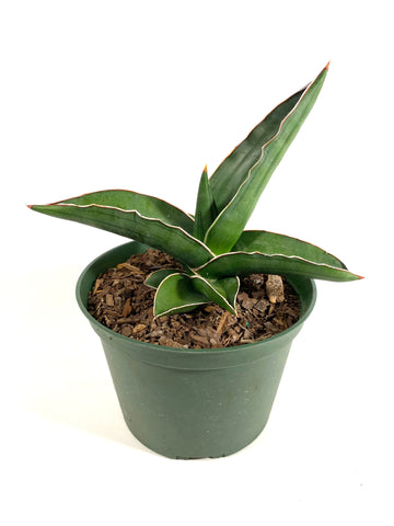 Sword Sansevieria Ehrenbergii