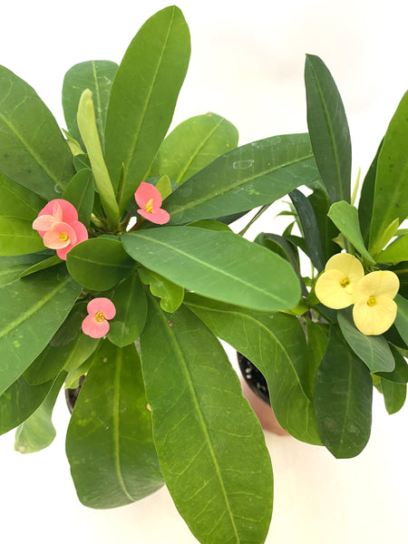 Crown of Thorns (Euphorbia milii)