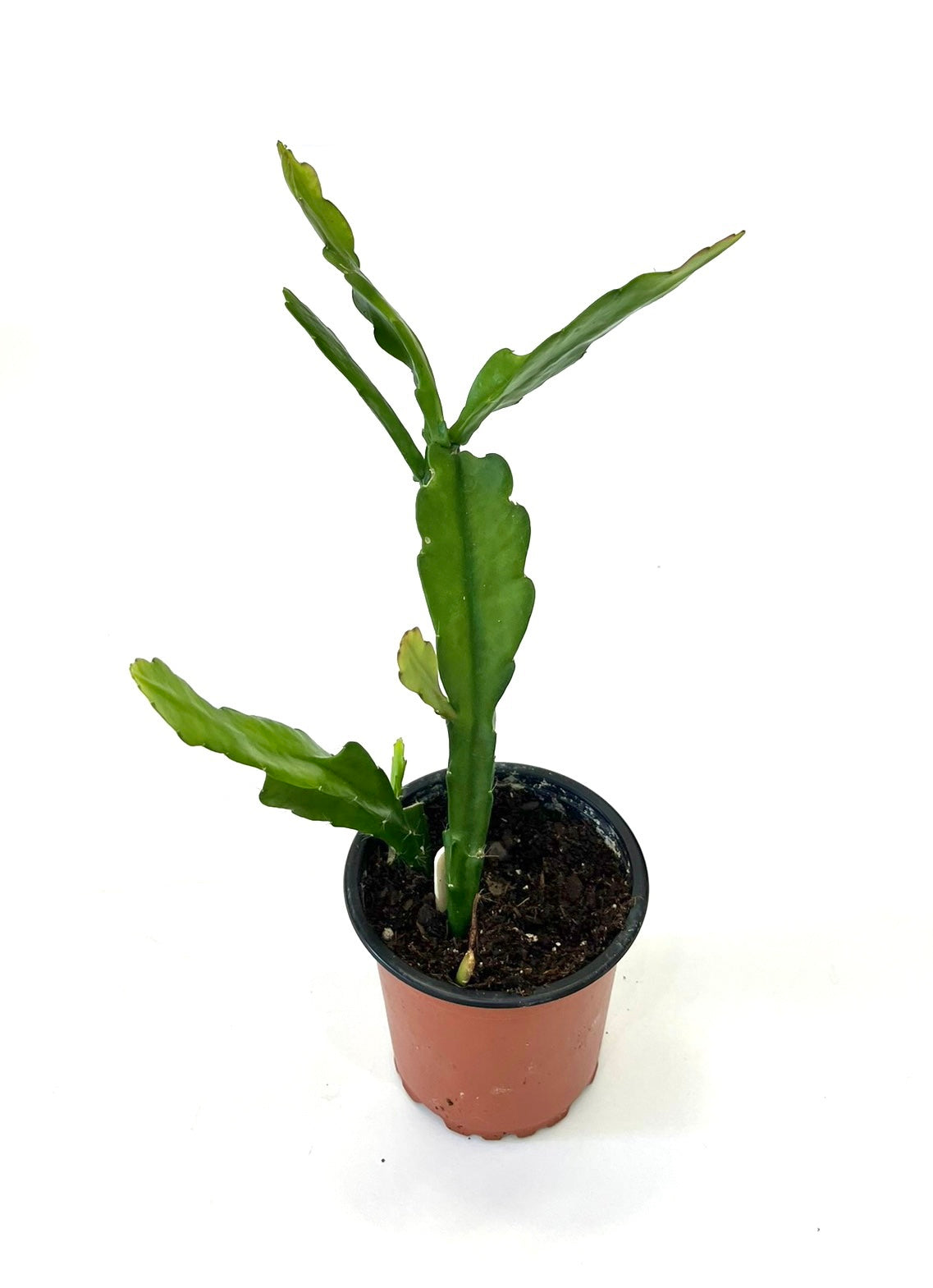 queen of the night succulent Queen of the Night "Epiphyllum Oxypetalum" – Baton Rouge Succulent Co