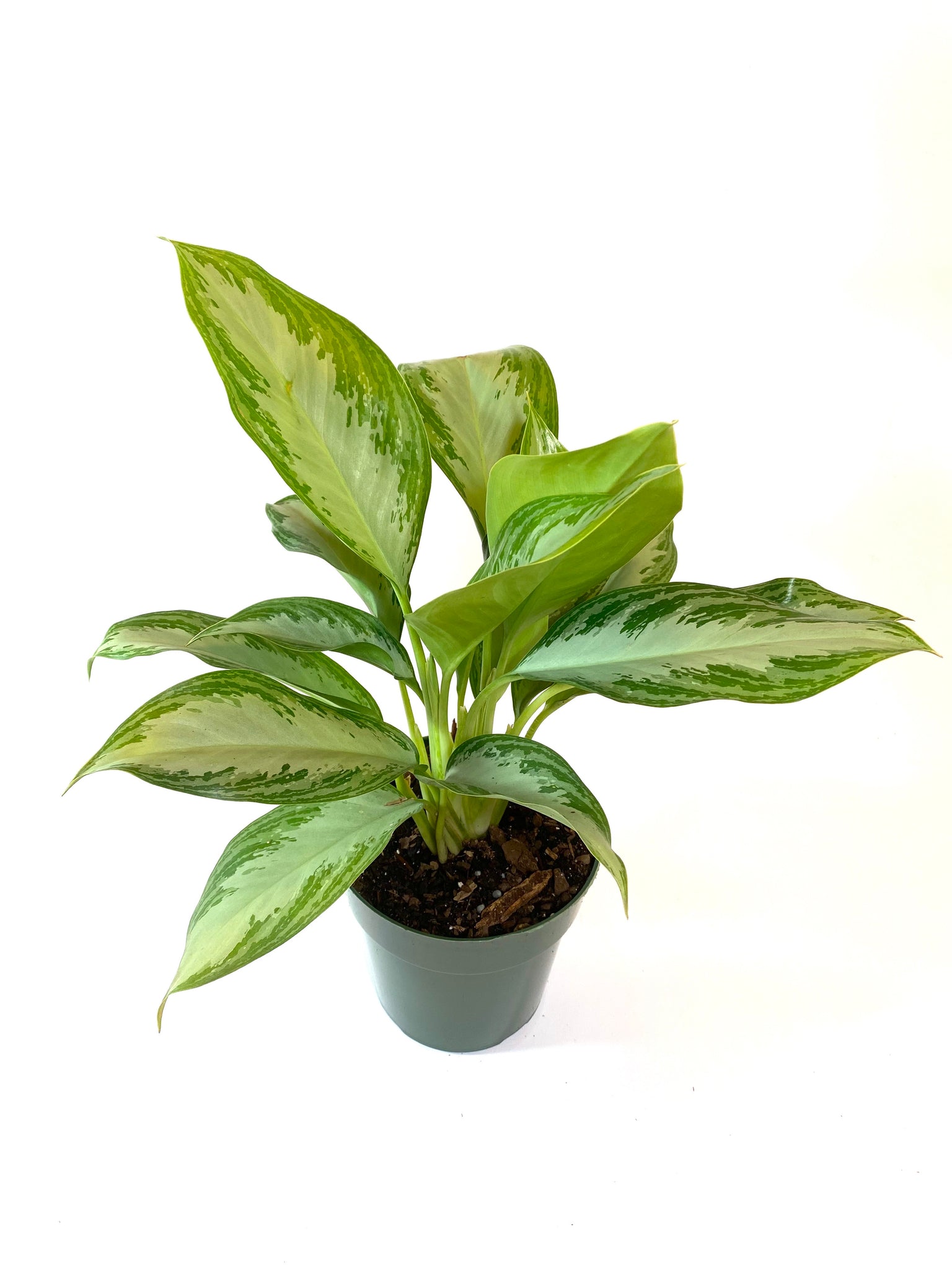 aglaonema silver bay chinese evergreen Silver Bay Aglaonema – Baton Rouge Succulent Co