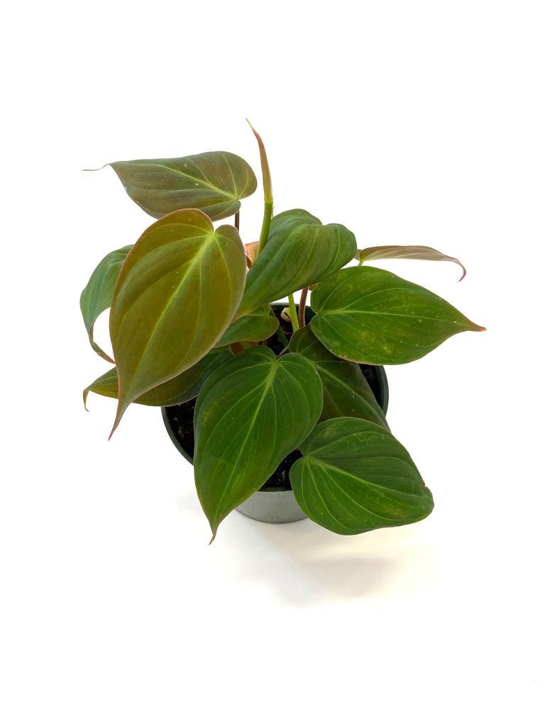 philodendron rouge Micans Philodendron
