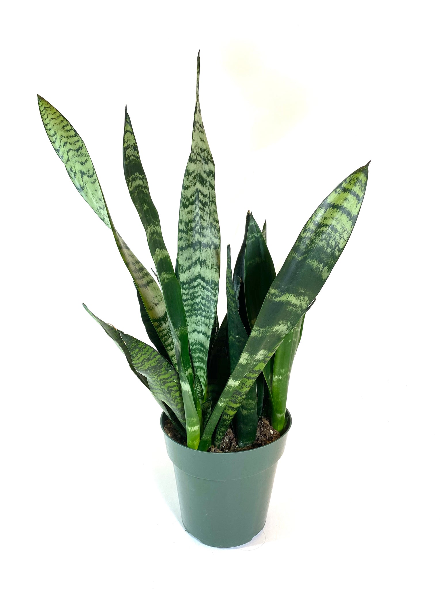 snake plant dark green leaves Black Emerald Sansevieria 'Zeylanica' – Baton Rouge Succulent Co