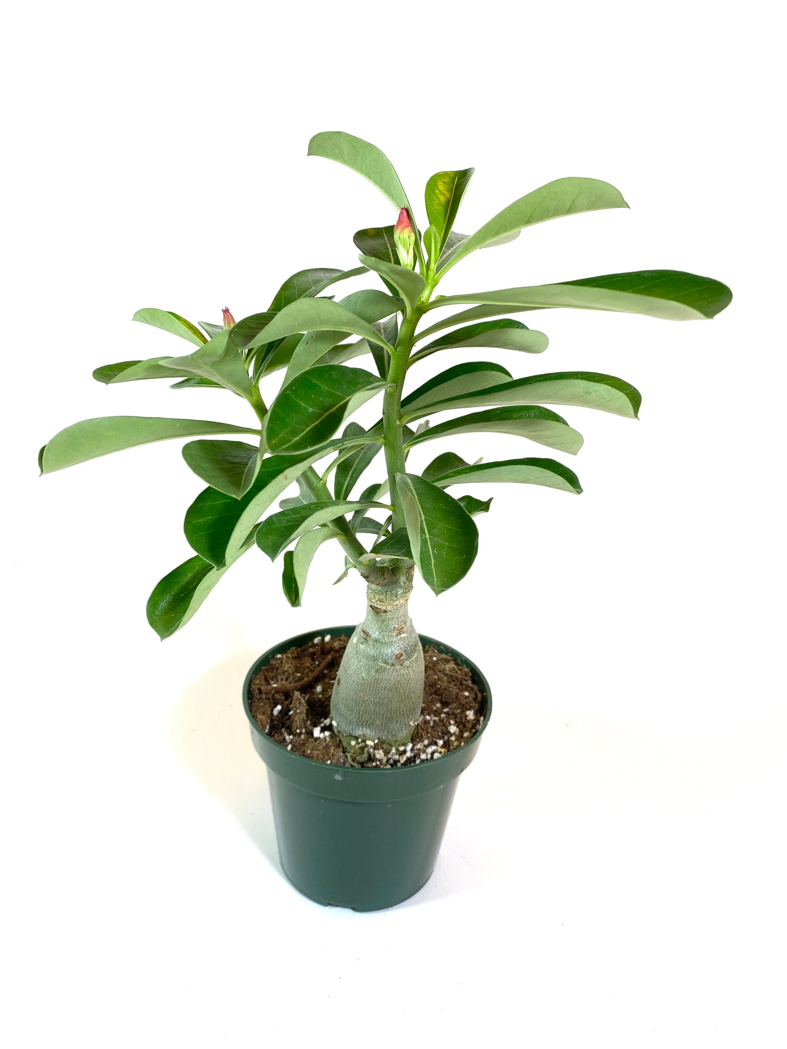 succulents box adenium obesum desert rose Desert Rose (Adenium obesum)