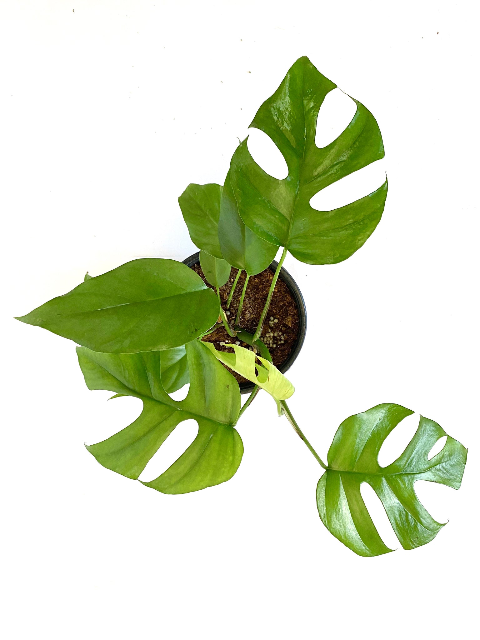 small monstera plant for sale Tetrasperma Rhaphidophora "Mini Monstera" – Baton Rouge Succulent Co