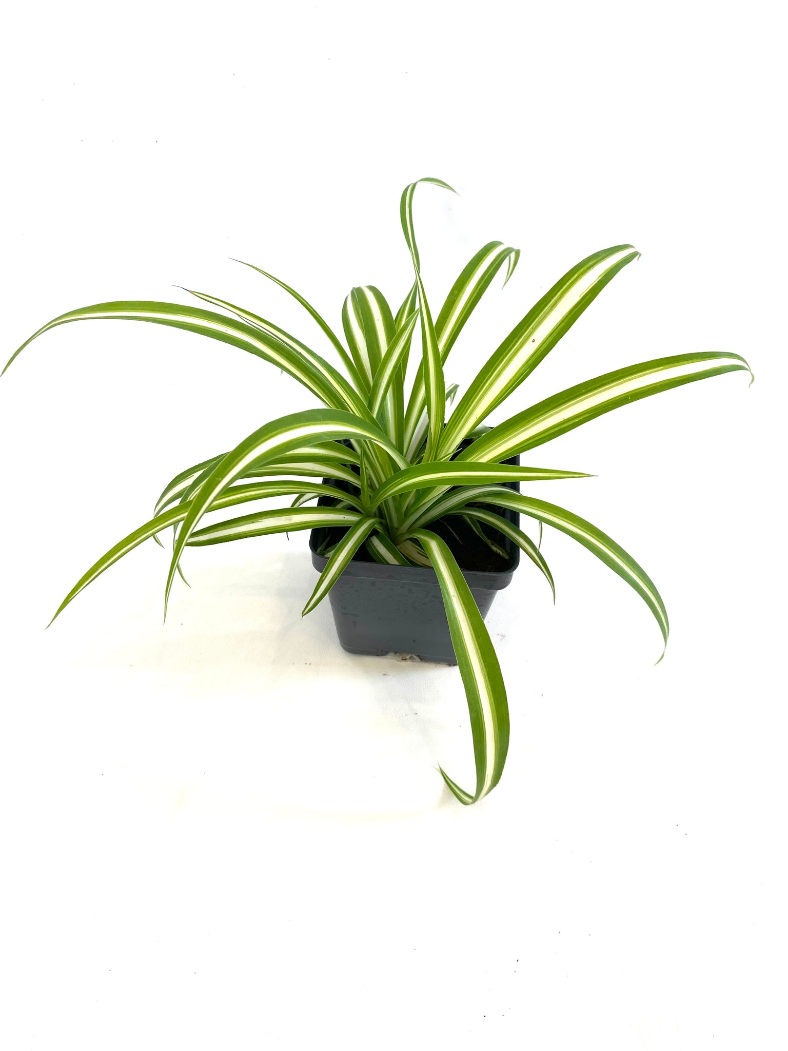 Spider Plant (Chlorophytum Green Edge)