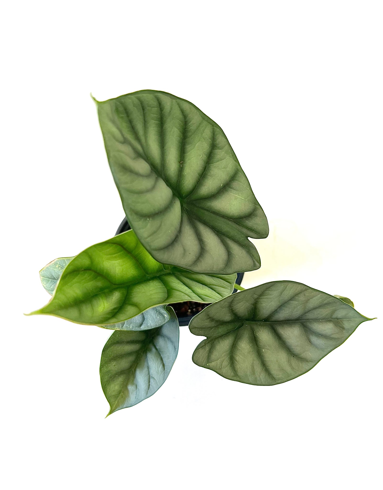 Silver Dragon Alocasia