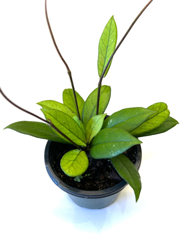 Hoya Crassipetiolata