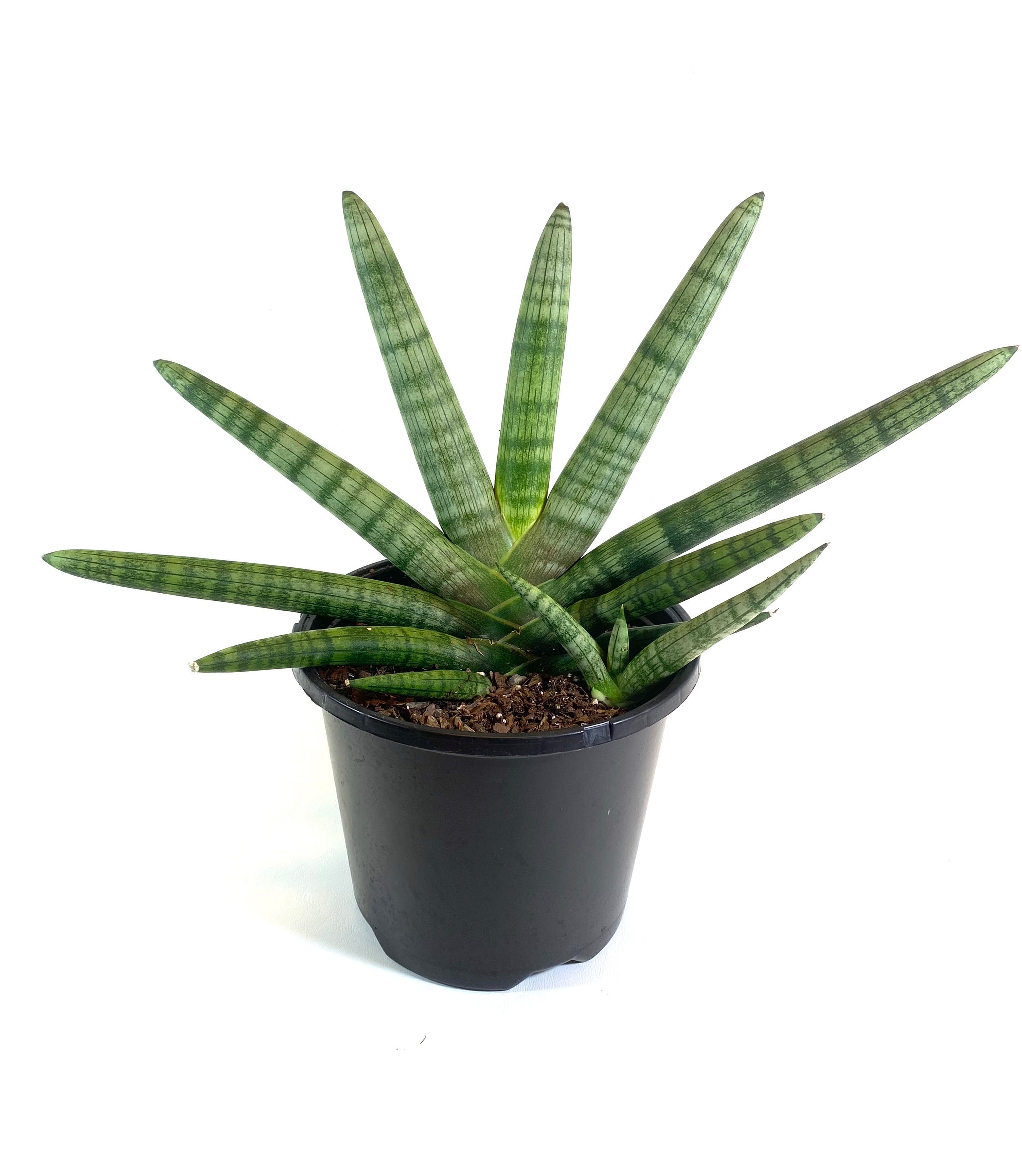 sansevieria starfish Starfish Sansevieria – Baton Rouge Succulent Co