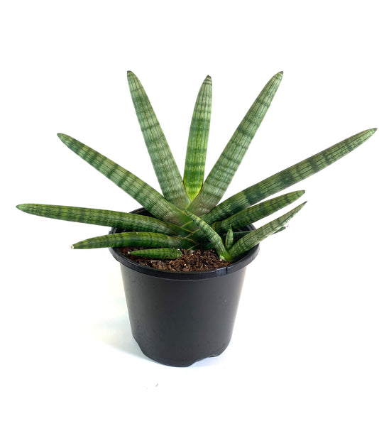 Starfish Sansevieria
