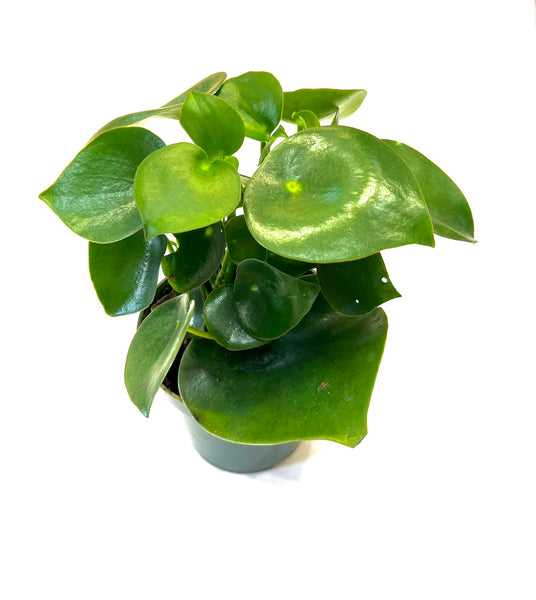 Raindrop Peperomia (Peperomia Polybotrya)