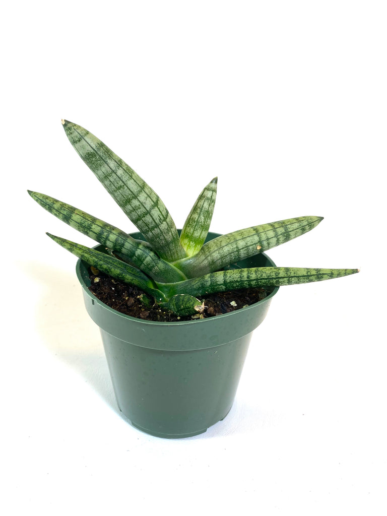 sansevieria tubular Starfish Sansevieria – Baton Rouge Succulent Co