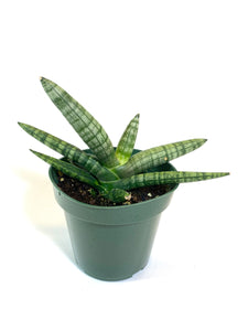 Starfish Sansevieria