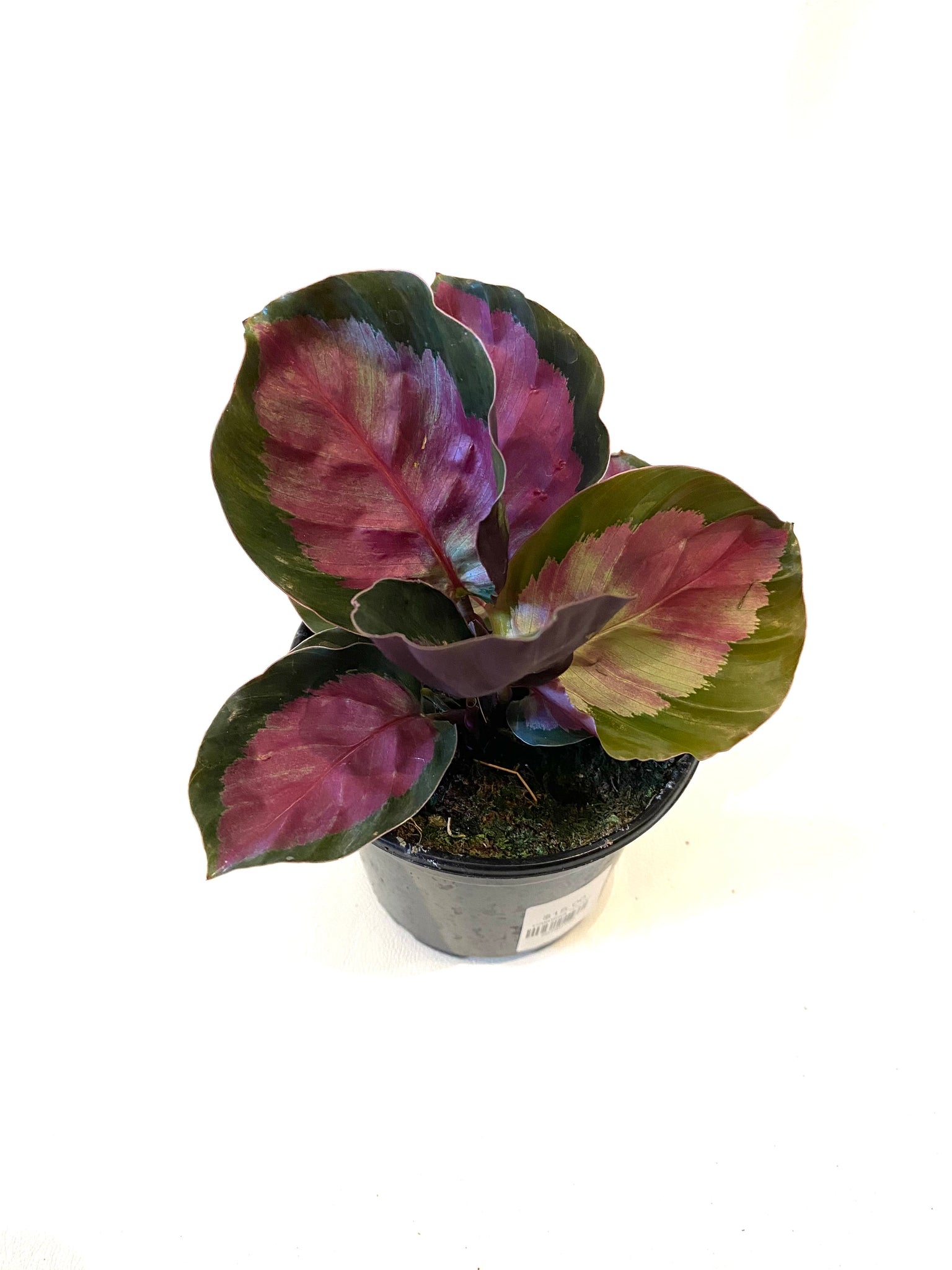 Calathea "Rosy" (Calathea roseopicta "Rosy")