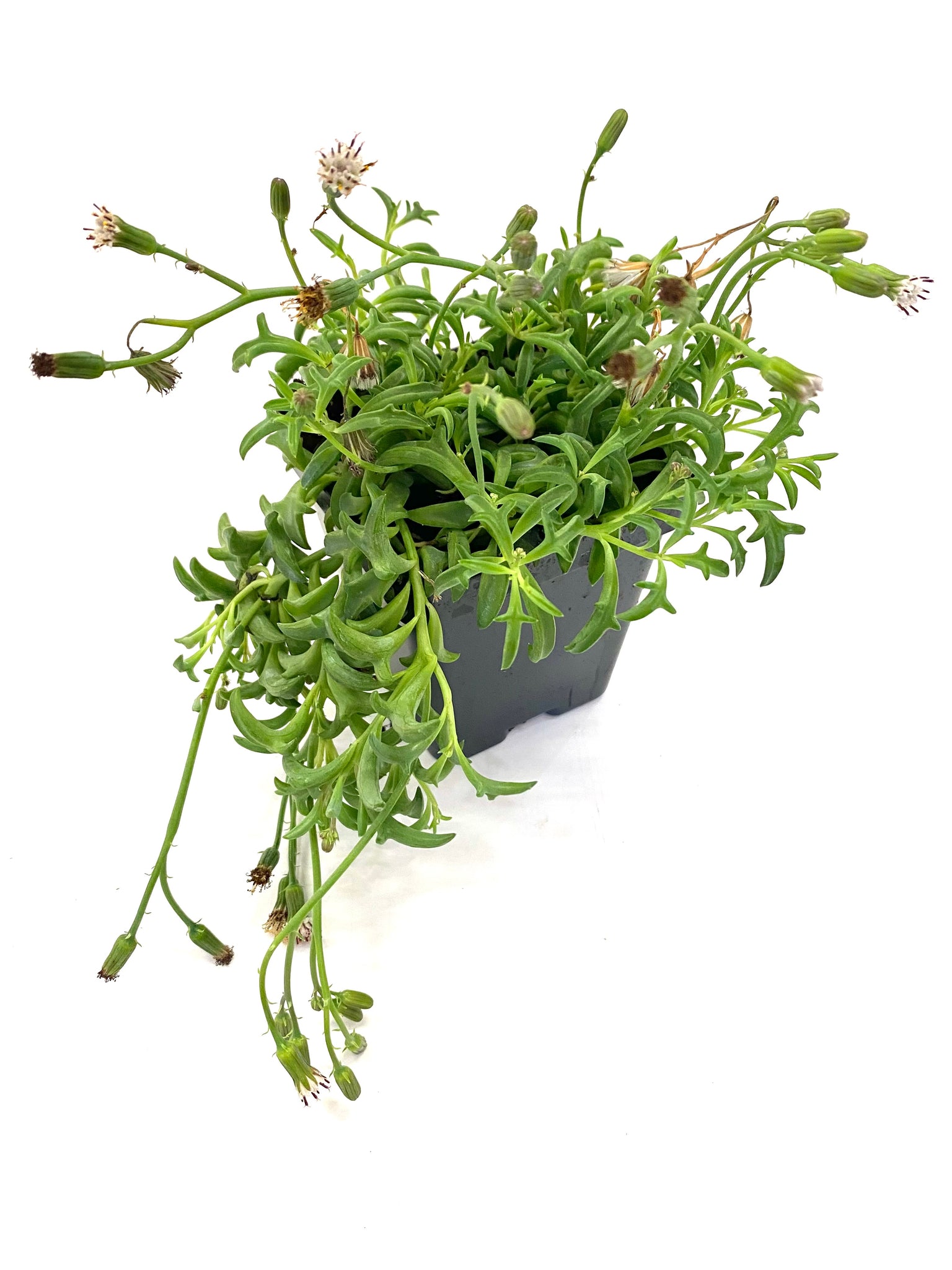 String of Dolphins (Senecio peregrinus)