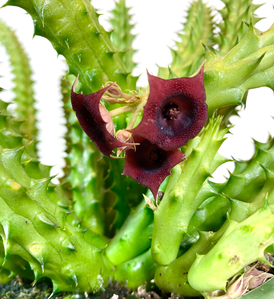 dragon flower succulent Red Dragon Huernia (Huernia schneideriana) – Baton Rouge Succulent Co