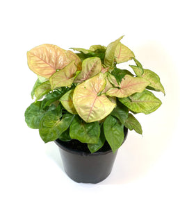 Mango Syngonium